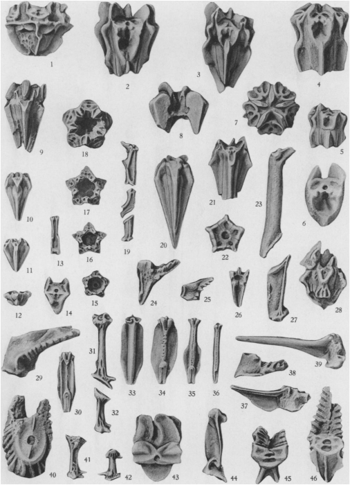 Plate 76 (PECK 1943)