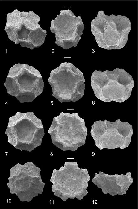 Fig 3. (Poatskievick-Pierezan, Gale & Fauth 2023)