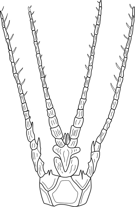 Fig 5. (Poatskievick-Pierezan, Gale & Fauth 2023).