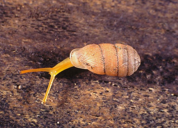 Gulella gouldi (L. Pfeiffer, 1856) Gulella gouldi (L. Pfeiffer, 1856)