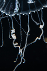 Olindias tenuis, diameter 23 mm, Gulf Stream off Florida, USA - detail images 