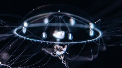 Amphogona apsteini, diameter 2mm -Gulf Stream off Florida, USA