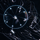 Amphogona apsteini, diameter 2mm -Gulf Stream off Florida, USA