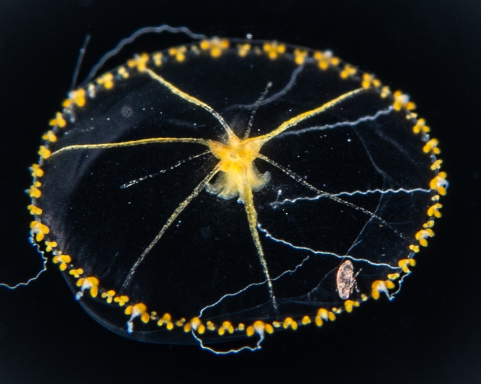 Wuvula ochracea, medusa, Gulf Stream off Florida, USA Wuvula ochracea, medusa, Gulf Stream off Florida, USA