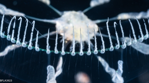 Octophialucium aphrodite, 24 mm, Gulf Stream off Florida, USA