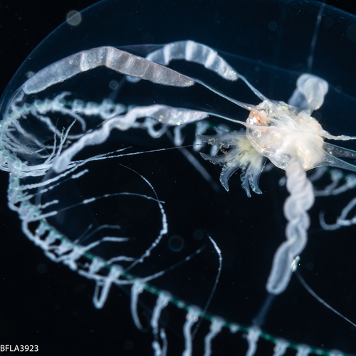 Octophialucium aphrodite, 24 mm, Gulf Stream off Florida, USA