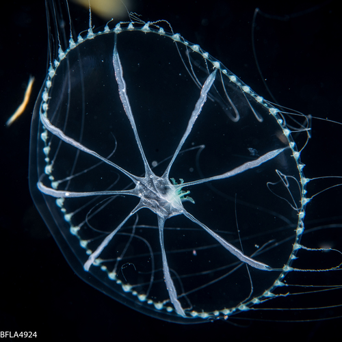 Octophialucium aphrodite, 21 mm, Gulf Stream off Florida, USA