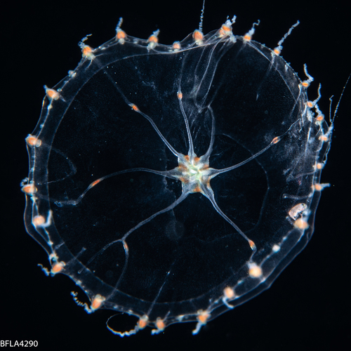 Octophialucium irregularis, 12 mm, Gulf Stream off Florida, USA