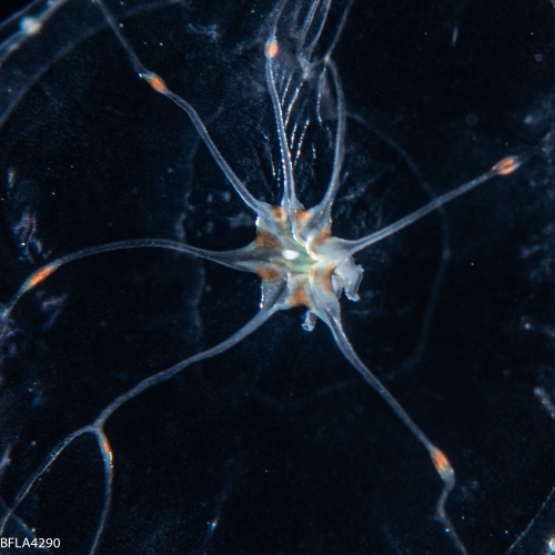 Octophialucium irregularis, 12 mm, Gulf Stream off Florida, USA