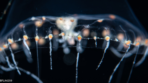 Octophialucium irregularis, 8 mm, Gulf Stream off Florida, USA