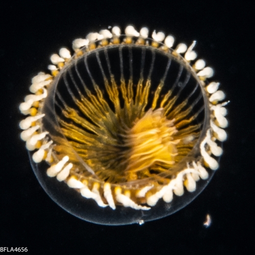 Staurodiscus luteus, 5 mm, Gulf Stream off Florida, USA