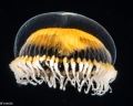 Hydrozoa (hydroids)