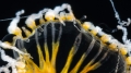 Hydrozoa (hydroids)