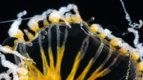 Staurodiscus luteus, size 2-3 mm, Gulf Stream off Florida, USA