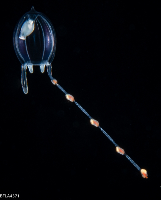 Corymorpha floridana, size 3 mm, Gulf Stream off Florida, USA Corymorpha floridana, size 3 mm, Gulf Stream off Florida, USA