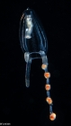 Corymorpha floridana, size 2 mm, Gulf Stream off Florida, USA