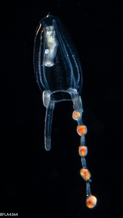 Corymorpha floridana, size 2 mm, Gulf Stream off Florida, USA Corymorpha floridana, size 2 mm, Gulf Stream off Florida, USA