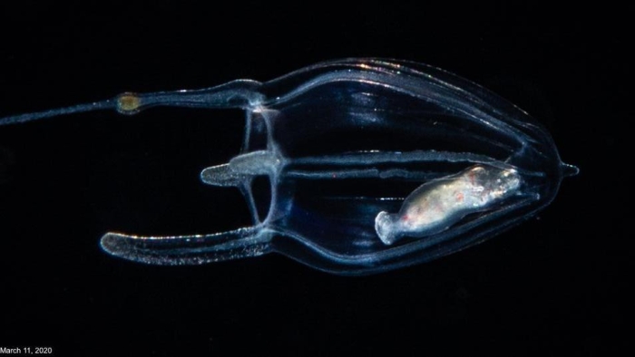 Corymorpha floridana, Gulf Stream off Florida, USA Corymorpha floridana, Gulf Stream off Florida, USA