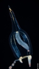 Corymorpha gracilis, bell height 4 mm, Gulf Stream off Florida, USA