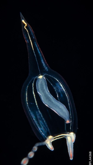 Corymorpha gracilis, bell height 4 mm, Gulf Stream off Florida, USA Corymorpha gracilis, bell height 4 mm, Gulf Stream off Florida, USA