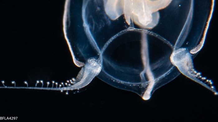 Apatizanclea mayeri bell height 6 mmn Gulf Stream off Florida, USA Apatizanclea mayeri bell height 6 mmn Gulf Stream off Florida, USA