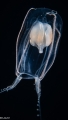 Apatizanclea mayeri bell height 6 mmn Gulf Stream off Florida, USA