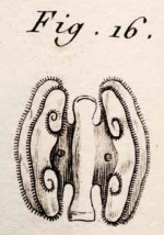 Callianire Diploptère of Péron & Lesueur 1810 Fig. 16