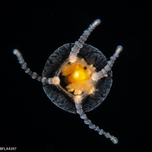 Euphysilla pyramidata, bell height 2 mm, Gulf Stream off Florida, USA