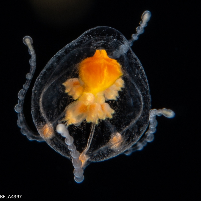 Euphysilla pyramidata, bell height 2 mm, Gulf Stream off Florida, USA Euphysilla pyramidata, bell height 2 mm, Gulf Stream off Florida, USA