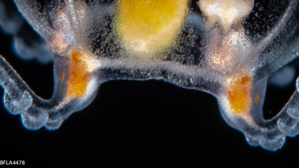 Euphysilla pyramidata, bell height 4 mm, Gulf Stream off Florida, USA Euphysilla pyramidata, bell height 4 mm, Gulf Stream off Florida, USA