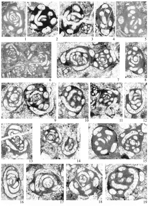 Glomomidiella nestellorum Vachard, Rettori, Angiolini & Checconi, 2008