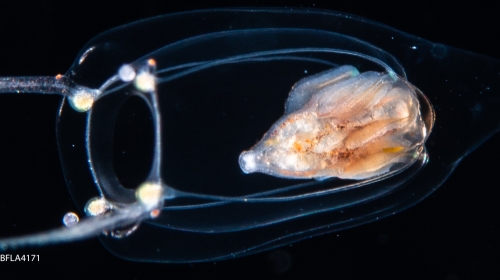 Zancleopsis dichotoma, bell height 3 mm, Gulf Stream off Florida, USA