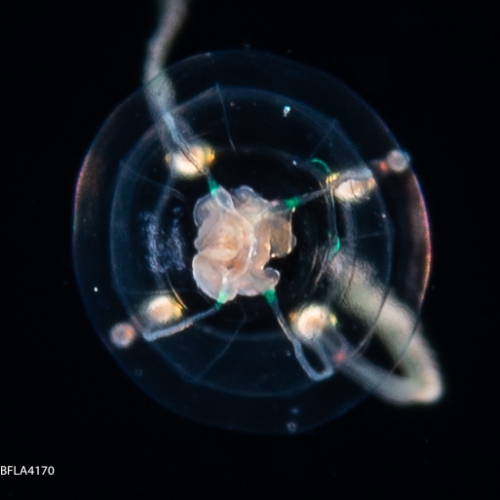 Zancleopsis dichotoma, bell height 3 mm, Gulf Stream off Florida, USA