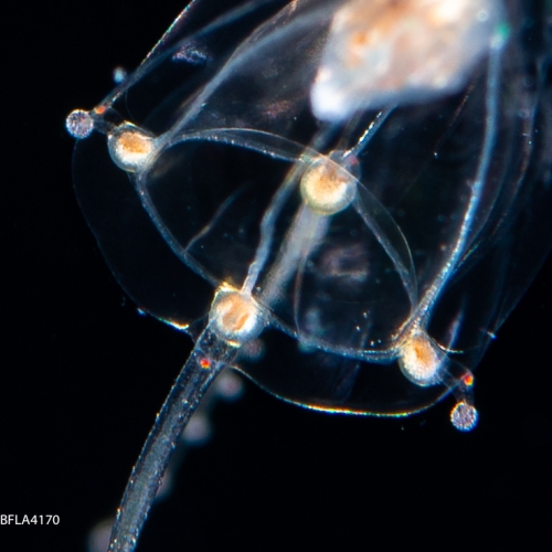 Zancleopsis dichotoma, bell height 3 mm, Gulf Stream off Florida, USA