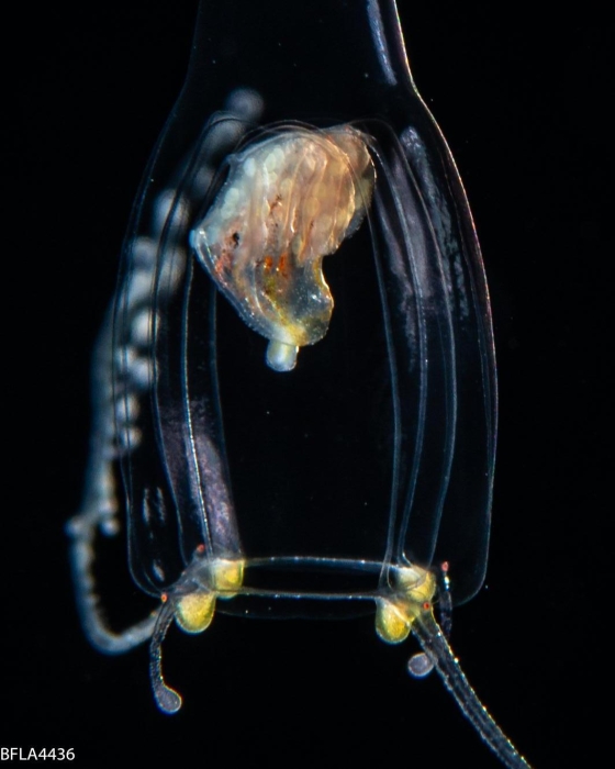 Zancleopsis cabela,bell height 10 mm, Gulf Stream off Florida, USA Zancleopsis cabela,bell height 10 mm, Gulf Stream off Florida, USA