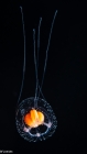 Thecocodium quadratum medusa, 4mm, from Florida, Western Atlantic