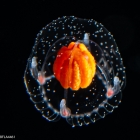 Thecocodium quadratum medusa, 5mm, from Florida, Western Atlantic