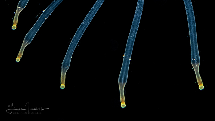 Calycopsis papillata medusa, from the Gulf Stream edge, off Florida, USA - Western Atlantic Calycopsis papillata medusa, from the Gulf Stream edge, off Florida, USA - Western Atlantic