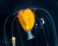 Calycopsis papillata medusa, from the Gulf Stream edge, off Florida, USA - Western Atlantic