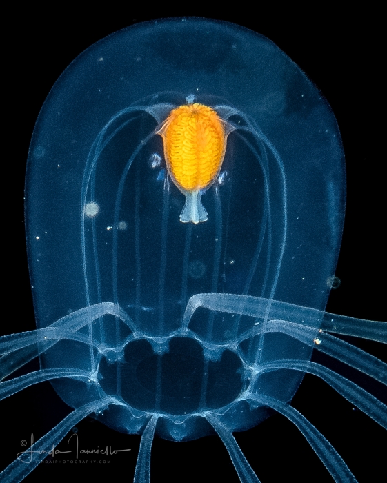 Calycopsis papillata medusa, bell 28mm high, from the Gulf Stream edge, off Florida, USA - Western Atlantic Calycopsis papillata medusa, bell 28mm high, from the Gulf Stream edge, off Florida, USA - Western Atlantic