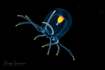Calycopsis papillata medusa, from the Gulf Stream edge, off Florida, USA - Western Atlantic