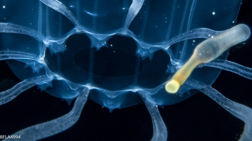 Calycopsis papillata medusa, from the Gulf Stream edge, off Florida, USA - Western Atlantic