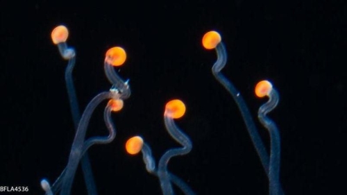 Protiaropsis anonyma from Florida, Western Atlantic Ocean