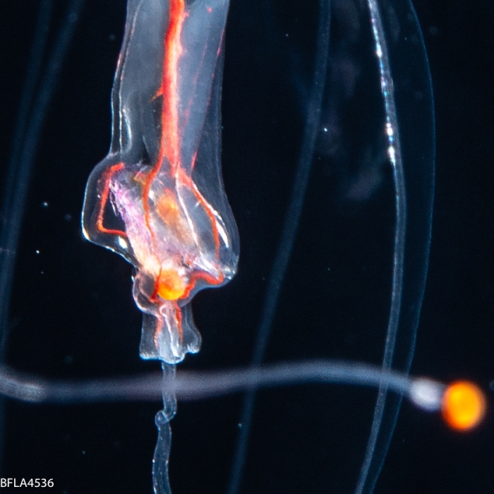 Protiaropsis anonyma from Florida, Western Atlantic Ocean