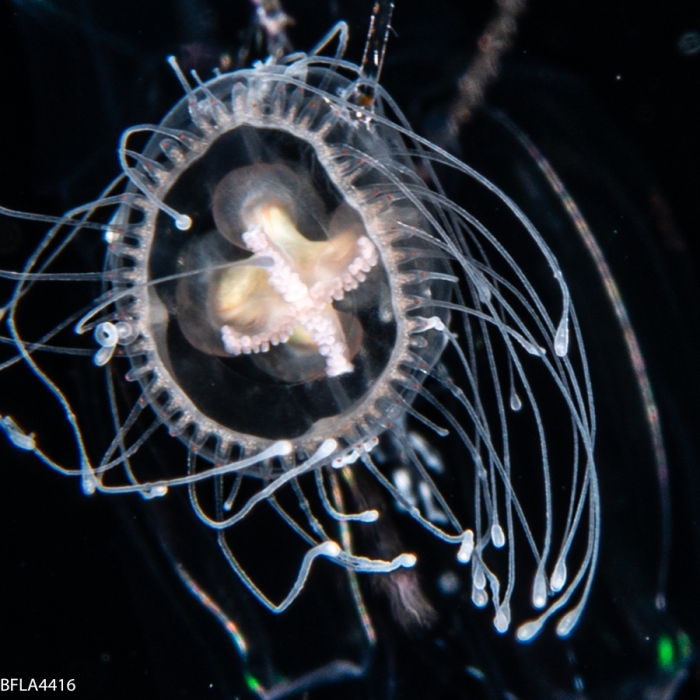Turritopsis nutricula, 2mm, from Florida, Western Atlantic Ocean Turritopsis nutricula, 2mm, from Florida, Western Atlantic Ocean