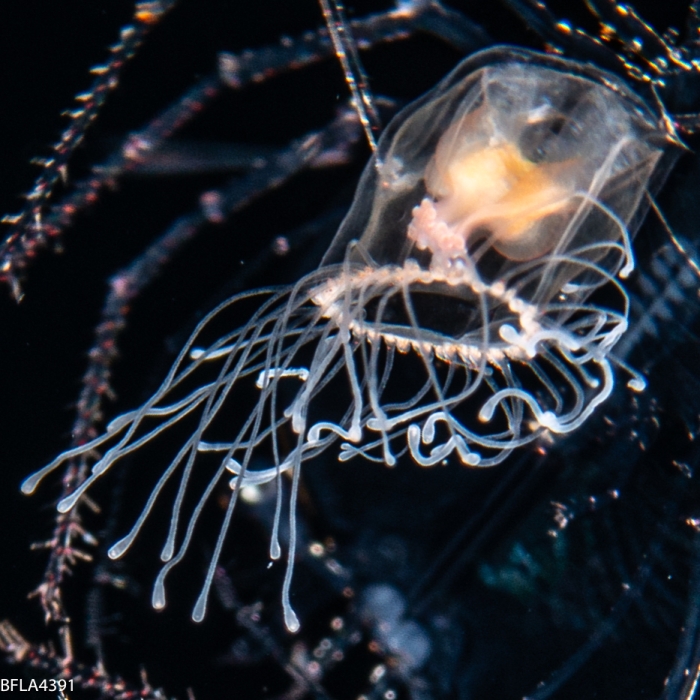 Turritopsis nutricula, 3mm, from Florida, Western Atlantic Ocean Turritopsis nutricula, 3mm, from Florida, Western Atlantic Ocean