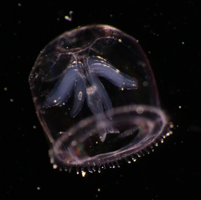 Aglaura hemistoma from the Bay of Villefranche-sur-Mer, Mediterranean