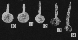 Involutina longexsertus Gutschick & Treckman, 1959