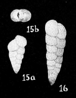 Gaudryina exilis Cushman & Brönnimann, 1948