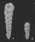 Bigenerina clavellata Loeblich & Tappan, 1946